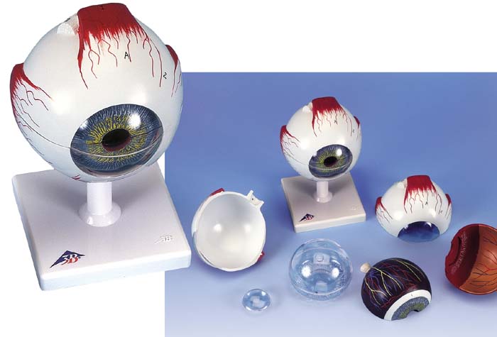 Auge, 5-fache Größe, 6-teilig Auge, 5-fache Größe, 6-teilig