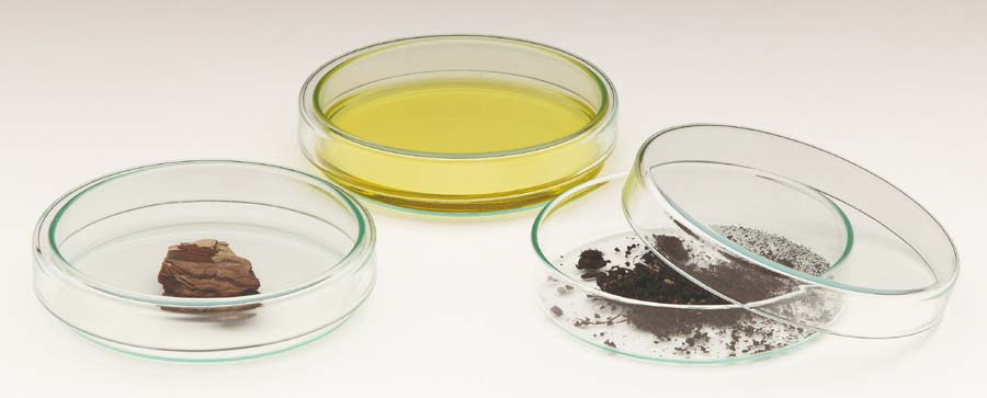 Petrischale aus Glas Petrischale aus Glas