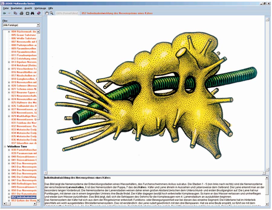 Nervensystem und Informationsübertragung Nervensystem und Informationsübertragung