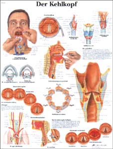 Lehrtafel - Der Kehlkopf Lehrtafel - Der Kehlkopf