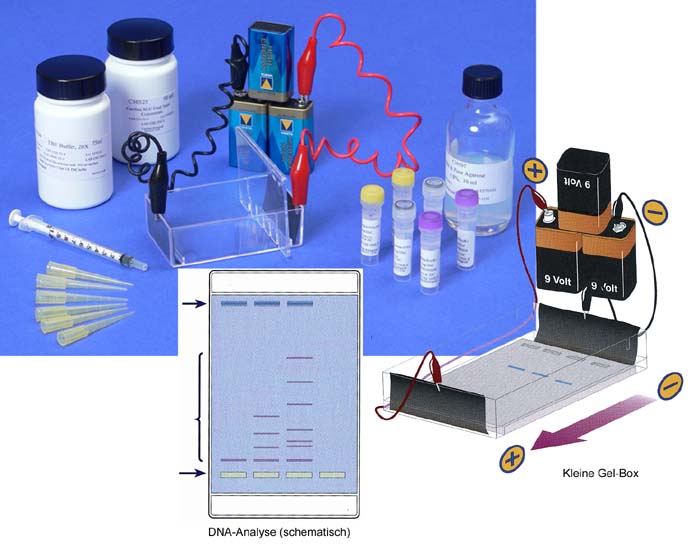 Elektrophorese von DNA - Kit Elektrophorese von DNA - Kit