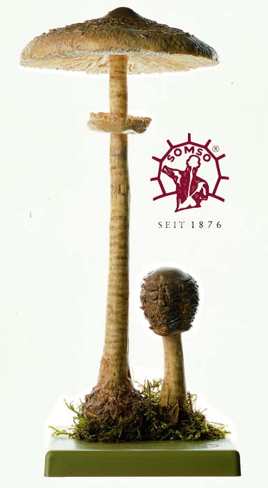 Pilzmodell - Riesenschirmling, Parasol Pilzmodell - Riesenschirmling, Parasol