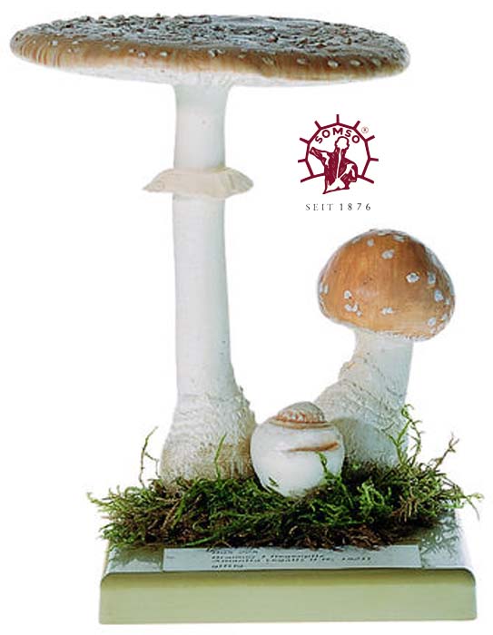 Pilzmodell - Brauner Fliegenpilz, Königsfliegenpilz Pilzmodell - Brauner Fliegenpilz, Königsfliegenpilz