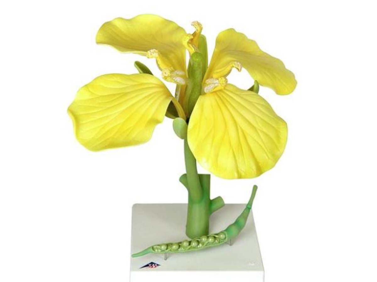 Rapsblüte Rapsblüte