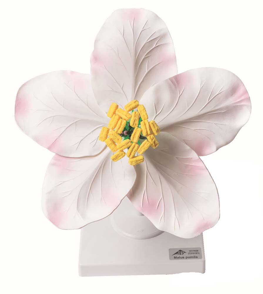 Apfelblüte Apfelblüte