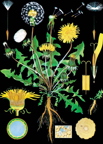 Lehrtafel - Löwenzahn Lehrtafel - Löwenzahn