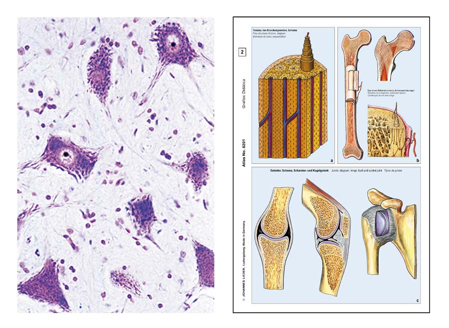 Präparate - Die Tierzelle (Cytologie) Präparate - Die Tierzelle (Cytologie)