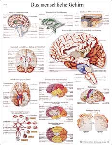 Lehrtafel - Das menschliche Gehirn Lehrtafel - Das menschliche Gehirn