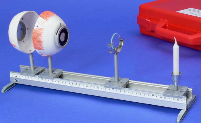 Modell vom menschlichen Auge Modell vom menschlichen Auge