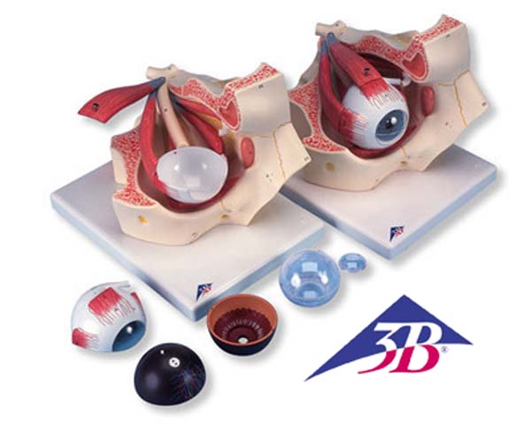 Auge in Augenhöhle, 3-fache Größe, 7-teilig Auge in Augenhöhle, 3-fache Größe, 7-teilig