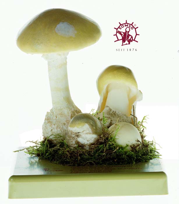 Pilzmodell - Grüner Knollenblätterpilz Pilzmodell - Grüner Knollenblätterpilz