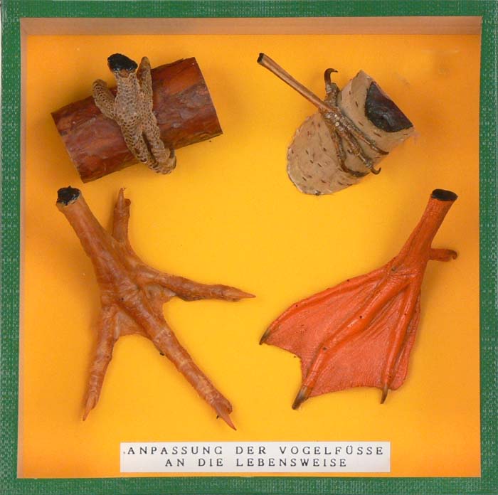 Schaukasten - Typische Vogelfüße Schaukasten - Typische Vogelfüße