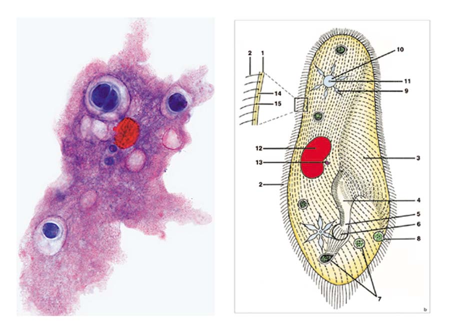 Präparate - Protozoen (Einzeller) Präparate - Protozoen (Einzeller)