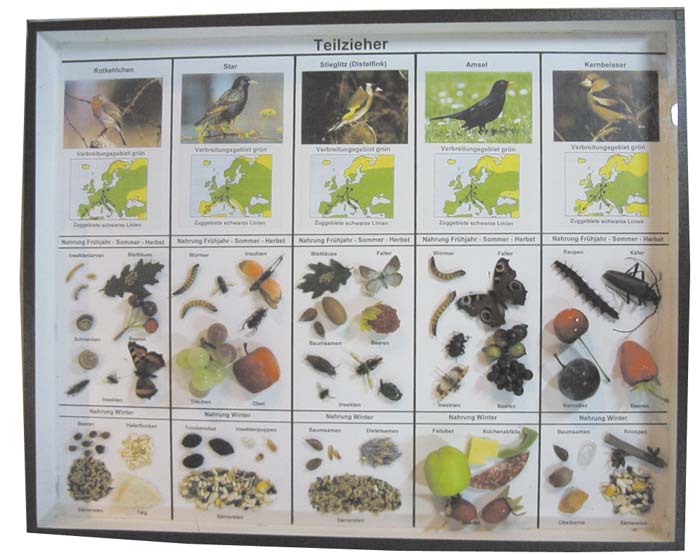 Schaukasten - Teilzieher Schaukasten - Teilzieher