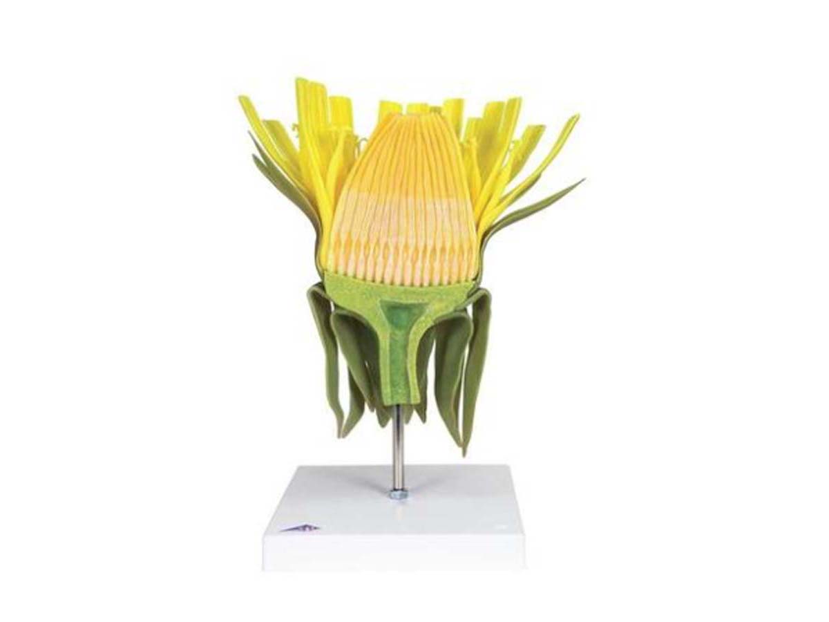Löwenzahnblüte Löwenzahnblüte