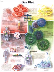 Lehrtafel - Das Blut Lehrtafel - Das Blut