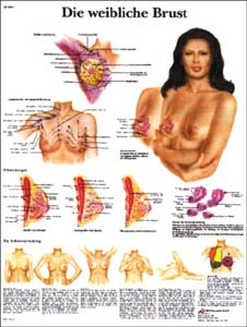 Lehrtafel - Die weibliche Brust Lehrtafel - Die weibliche Brust