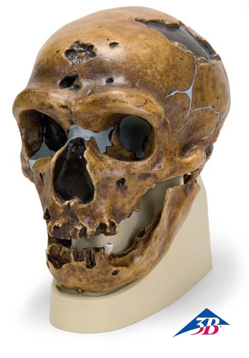 Schädelreplikat Homo neanderthalensis