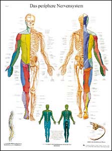 Lehrtafel - Das periphere Nervensystem