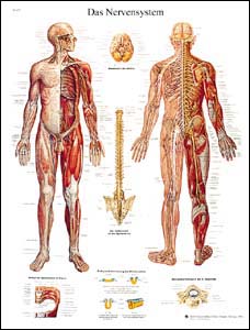 Lehrtafel - Das Nervensystem