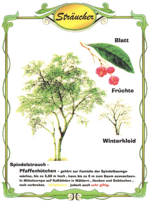 Spindelstrauch Spindelstrauch