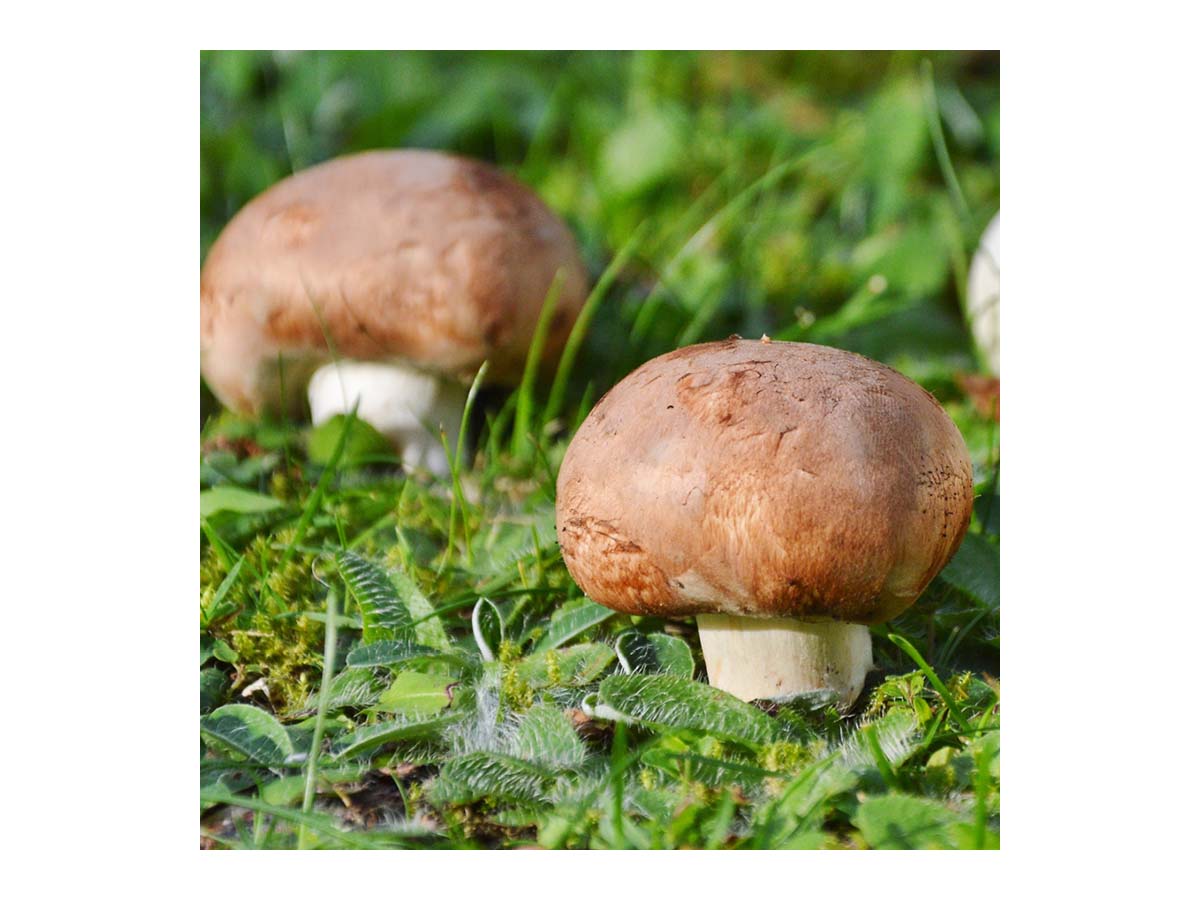 Zuchtset "Champignons braun", Pilze Zuchtset "Champignons braun", Pilze