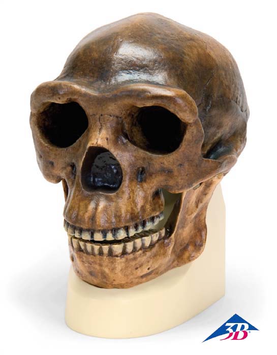 Schädelreplikat Homo erectus pekinensis