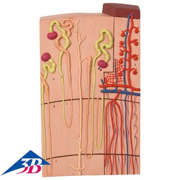 Nephron Modell mit Blutgefäßen, 120-fache Größe Nephron Modell mit Blutgefäßen, 120-fache Größe