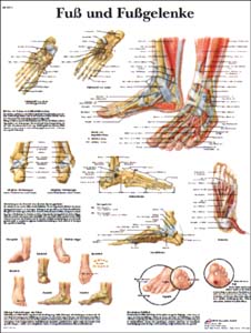 Lehrtafel - Fuß und Fußgelenke