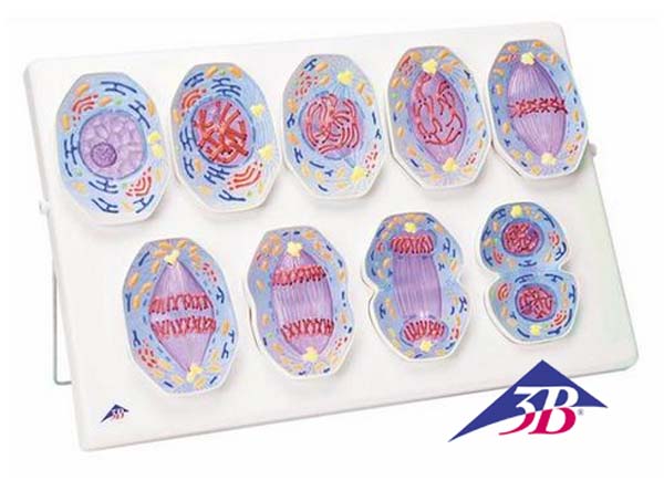 Mitosemodell Mitosemodell