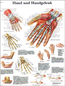 Lehrtafel - Hand und Handgelenk