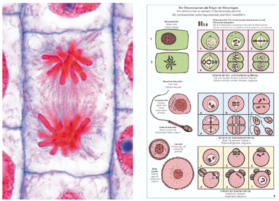 Präparate - Mitose und Meiose (Zellteilung)