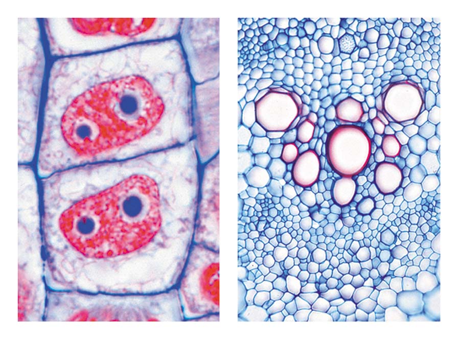 Präparate - Die Pflanzenzelle (Cytologie)