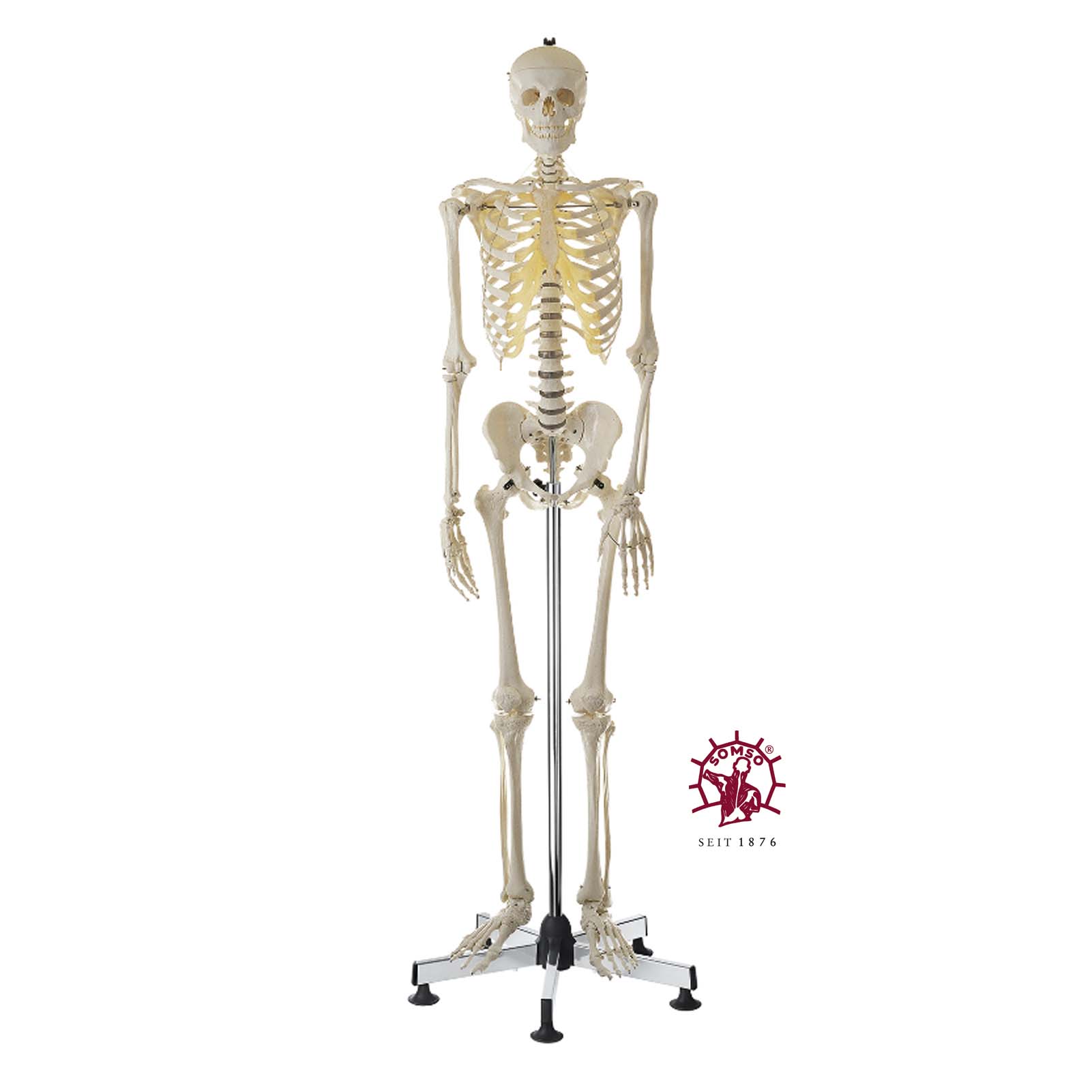 Künstliches Homo-Skelett Künstliches Homo-Skelett