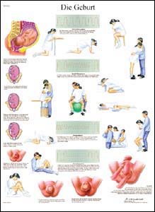 Lehrtafel - Geburt