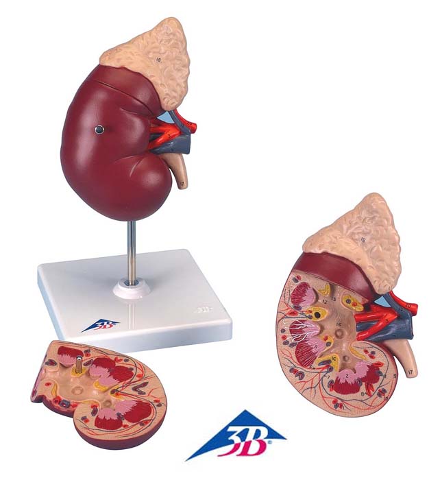 Niere mit Nebenniere, 2-teilig