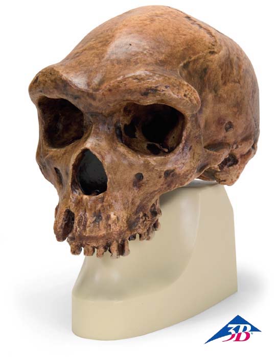 Schädelreplikat Homo rhodesiensis