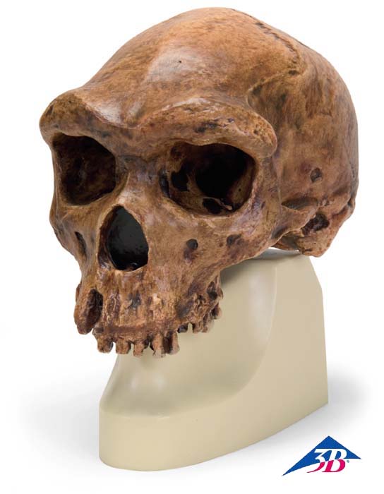 Schädelreplikat Homo rhodesiensis Schädelreplikat Homo rhodesiensis