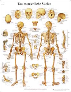 Lehrtafel - Das menschliche Skelett