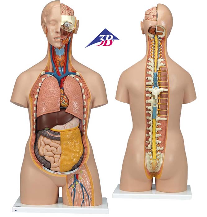 Klassik Torso Modell, geschlechtslos mit geöffnetem Rücken, 18-teilig Klassik Torso Modell, geschlechtslos mit geöffnetem Rücken, 18-teilig