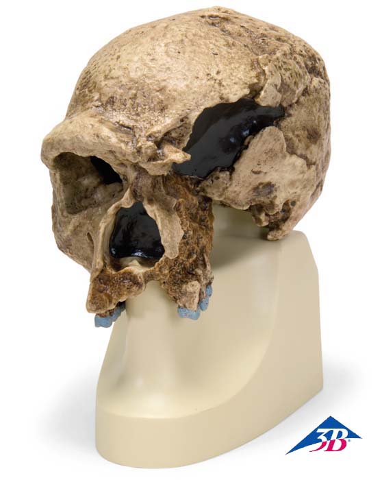 Schädelreplikat Homo steinheimnensis Schädelreplikat Homo steinheimnensis