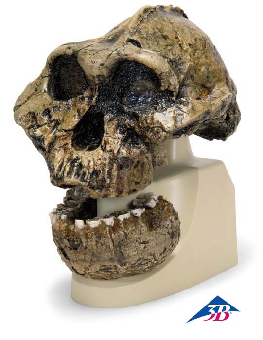 Schädelreplikat Australopithecus boisei