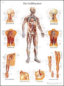 Lehrtafel - Das Gefäßsystem