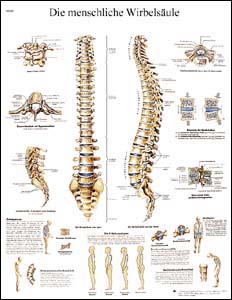 Lehrtafel - Die menschliche Wirbelsäule