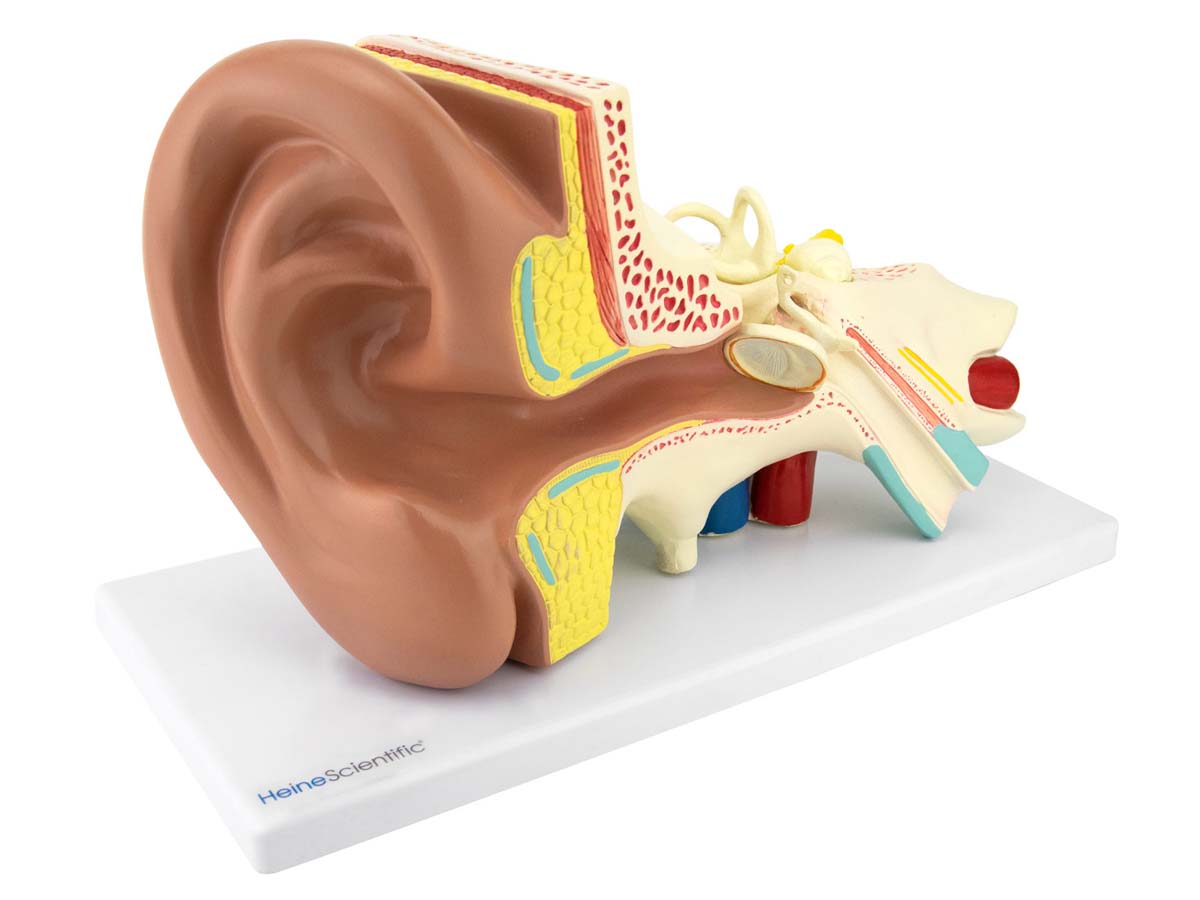 Ohrmodell - 3-fach Ohrmodell - 3-fach