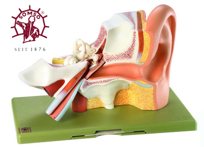 Ohrmodell - Gehörorgan Ohrmodell - Gehörorgan