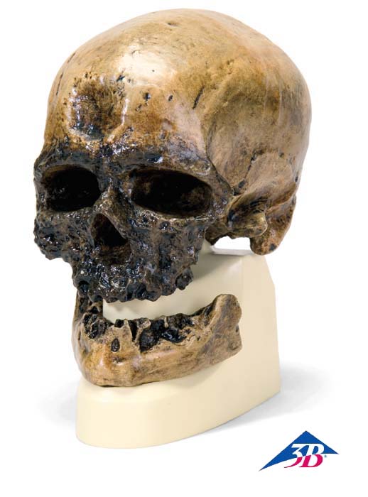 Schädelreplikat Homo sapiens Schädelreplikat Homo sapiens
