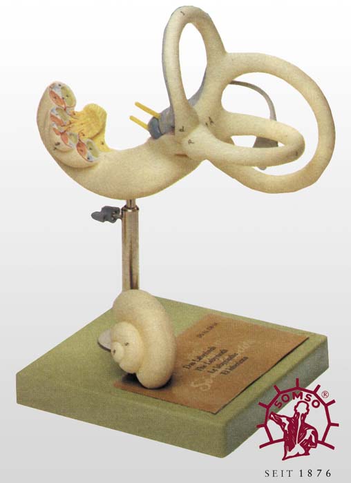 Ohr-Labyrinth Ohr-Labyrinth