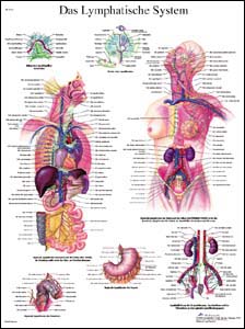 Lehrtafel - Das Lymphatische System