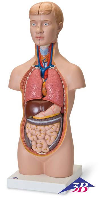 Mini Torso Modell, 12-teilig Mini Torso Modell, 12-teilig